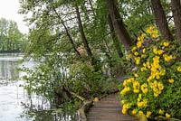 Rhododendron luteum - yellow azalea or honeysuckle azalea cascades down to the log-edged boardwalk next to the lake.