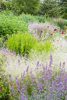 A section of a herbaceous border at Bluebell Cottage Gardens, Cheshire - photographed in June. Plants include Stipa, Heleniums, Nepeta, Lychnis coronaria, Papaver somniferum and Geraniums