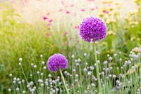 Alliums together with the distant red flowers of Lychnis coronaria at Bluebell Cottage Gardens, Cheshire