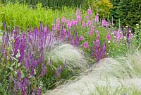 Stipa, Salvia nemorosa and Sidalceas at Bluebell Cottage Gardens, Cheshire