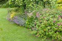 A herbaceous border featuring Geranium 'Patricia', Astrantia major, Nepeta and Anthemis tinctoria 'E.C. Buxton' at Bluebell Cottage Gardens, Cheshire