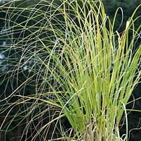 Cortaderia selloana - Pampas grass in winter sunshine