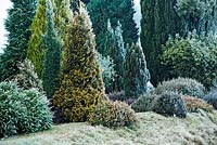 Winter garden with a wide variety of frost covered conifers in January