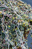 Hedera. Winter frost covered variegated Ivy 