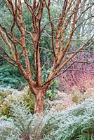 Acer griseum in winter garden