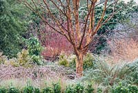 Acer griseum in winter garden with stems of rubus, cornus and salix.