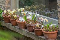 Pleione orchids on windowsill.