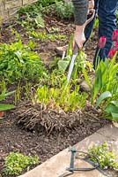Lifting and dividing an Agapanthus in Spring. Use fork to lift old congested clump.