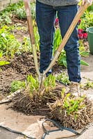 Lifting and dividing an Agapanthus in Spring. Use two forks back to back to prise clump into two or three smaller portions