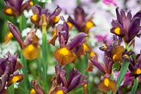 Iris x hollandica Red Ember