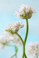 Allium amplectens  'Graceful Beauty'  