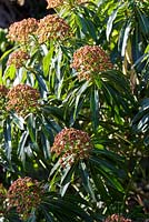 Euphorbia mellifera, Canary spurge