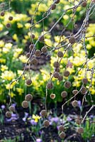 Platanus orientalis - Plane Tree seed balls