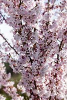 Prunus pendula var. ascendens 'Rosea'