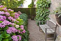 Secluded area with wooden bench next to Hydrangea macrophylla 'Ayesha'
