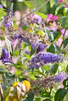 Buddleia 'Lochinch' with a butterfly.