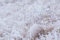 Wildflower meadow in winter frost. Centaurea jacea - brown knapweed