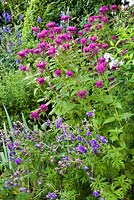 Summer border Monarda 'Purple Ann' and Geranium pratense 'Plenum Violaceum'.