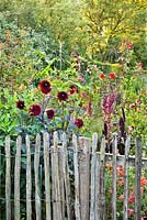 Summer border with wooden fence. Planting includes Dahlia 'Karma Choc, Amaranthus paniculatus, Antirrhinum majus 'Orange Wonder', Pennisetum glaucum 'Purple Baron', Persicaria orientale and  Dahlia 'Sebastian'.