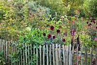Summer border with wooden fence. Planting includes Dahlia 'Karma Choc, Amaranthus paniculatus, Antirrhinum majus 'Orange Wonder', Pennisetum glaucum 'Purple Baron', Persicaria orientale and Dahlia 'Sebastian'.