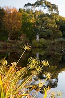 Late autumn sun catching Agapanthus seed heads on bank of lake