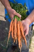 Carrot 'Amsterdam Forcing Sprint'
