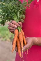 Carrot 'Nandor'