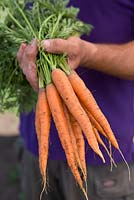Carrot 'Mini Finger'