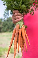 Carrot 'Sugarsnax 54'