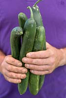 Cucumber 'Burpless Tasty Green'