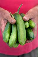 Cucumber 'Iznik'