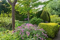 Geranium maderense in plant enthusiast's garden with box and yew topiary, dicentra and alliums.