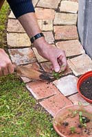 Man transplanting seedlings of Erigeron karvinskianus into gaps in brick paving