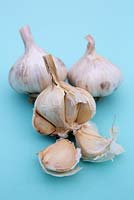 Garlic 'Avignon Wight'