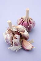 Garlic 'Edenrose'