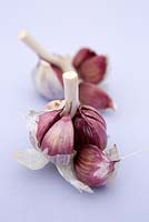 Garlic 'Lautrec Wight'