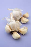Garlic 'Messidrome'