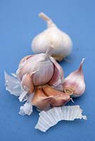 Garlic 'Tuscany Wight'
