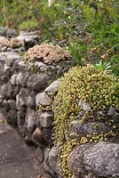 Stone wall with Sedum adolphii growing on top - Lake Atitlan Hotel, Guatemala