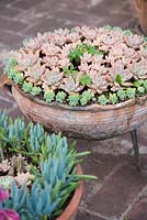 Terracotta bowl in decorative iron plant stand with Echeveria 'Opalina' on brick surface - Lake Atitlan Hotel , Guatemala