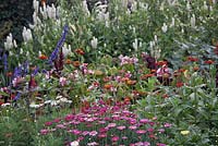 Mixed border with Argyranthemum 'Madeira Deep Pink', Salvia, Tithonia and Begonia - Lake Atitlan Hotel, Guatemala