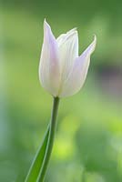 Tulipa 'Sapporo', May