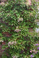 Schizophragma hydrangeoides 'Roseum' growing against a red brick wall