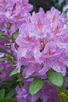Rhododendron catawbiense 'Grandiflorum' - June