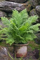 Polystichum in terracotta pot in shady, rocky corner - June
