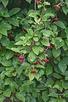 Schisandra rubiflora - Magnolia Vine