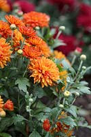 Chrysanthemum 'Hardy Patio Mixed'