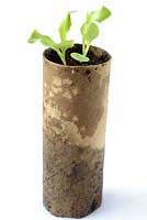 Lactuca sativa 'Warpath'. Lettuce seedlings  grown in toilet roll cardboard tube 