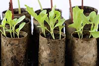 Lactuca sativa 'Warpath'. Lettuce seedlings  Grown in toilet roll cardboard tube 