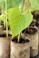 Phaseolus vulgaris. Young climbing French bean plants growing in toilet roll cardboard tubes